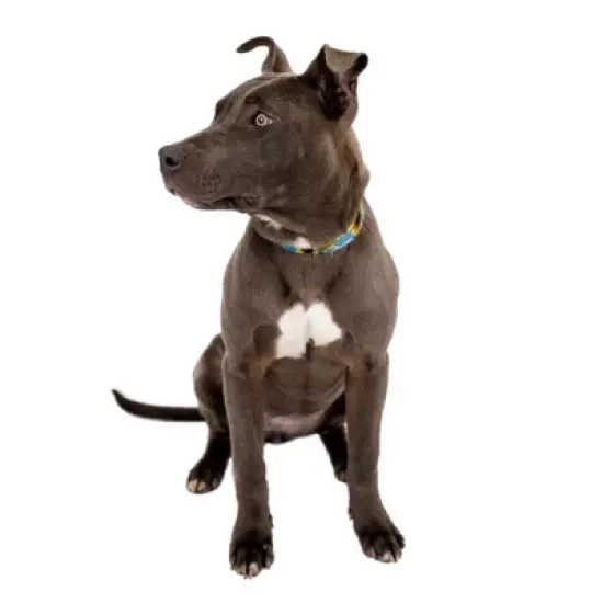 Country Brook Petz 1 1/2 Inch Deluxe Sunflowers Dog Collar image {1}