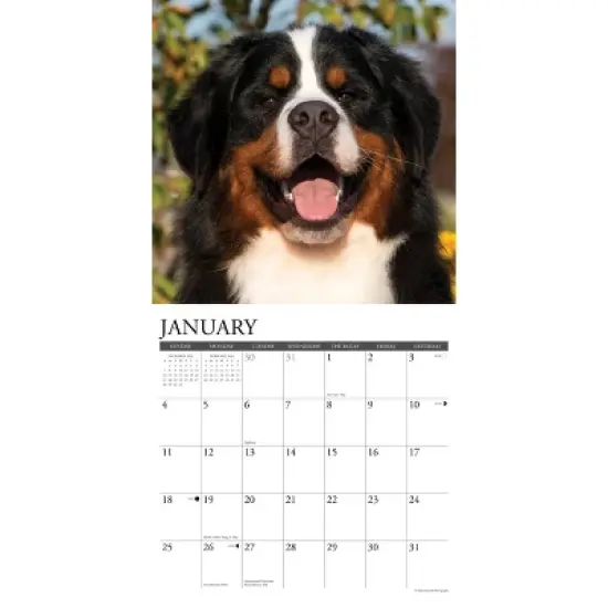Willow Creek Press 2026 Bernese Mountain Dogs Wall Calendar image {2}