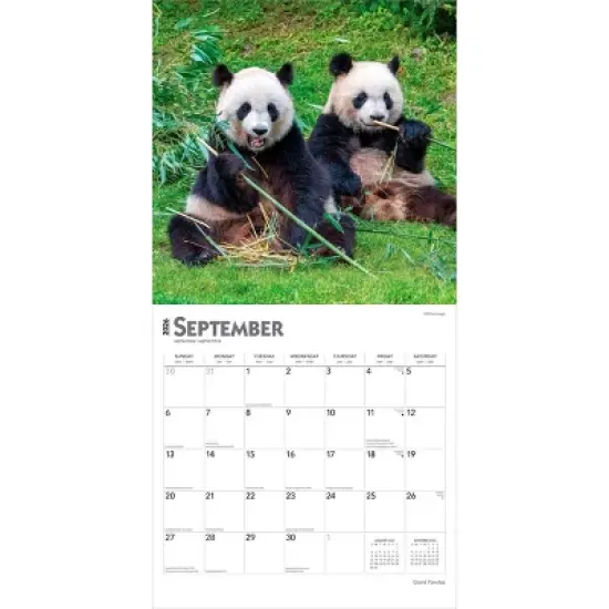 BrownTrout Giant Pandas 2026 12"x24" Hanging Square Wall Calendar Plastic-Free image {3}