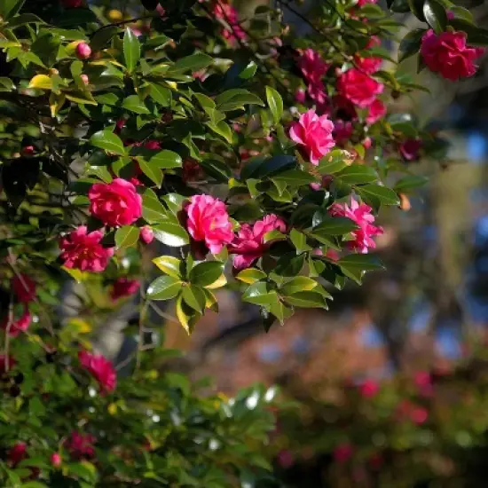 National Plant Network Live Outdoor Shi Shi Camellia Sasanqua Plant - 1ct 2.5qt image {5}