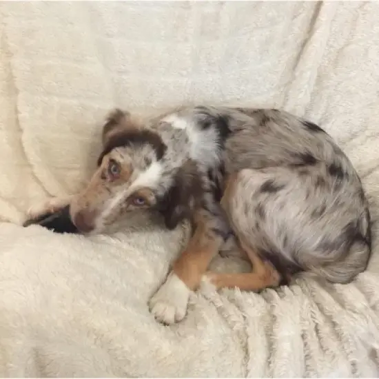 Pawstruck Natural Bulk Cow Hooves for Dogs - Made in the USA Bulk Dog Dental Treats & Dog Chews Beef Hoof, American Made image {7}