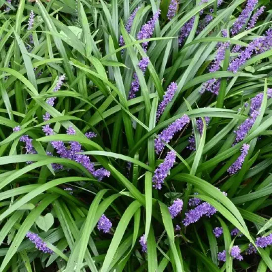 15pc Big Blue Liriope Plant with Purple Blooms - National Plant Network image {7}