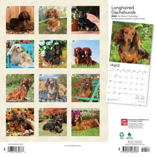 Browntrout 2024 Wall Calendar 12"x12" Longhaired Dachshunds image {1}