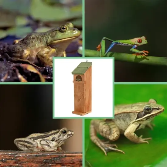 Uncle Dunkels Tree Frog House, Outdoor Tree Frog Habitat, Handmade in the USA image {7}