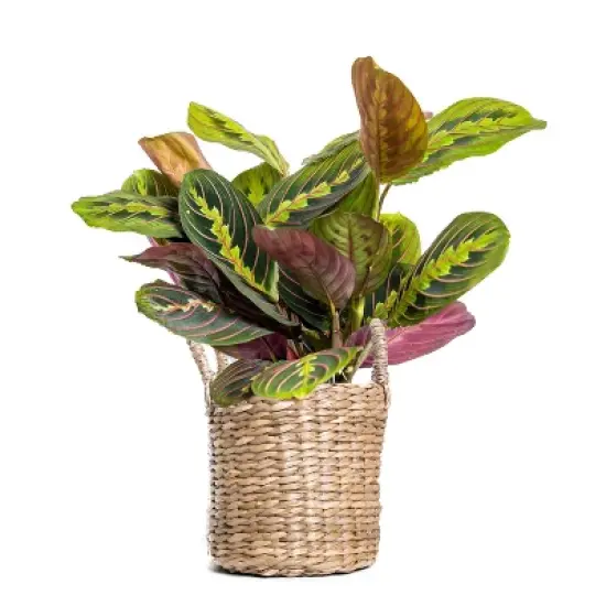 
Live 4" Red Maranta Potted Houseplant image {2}