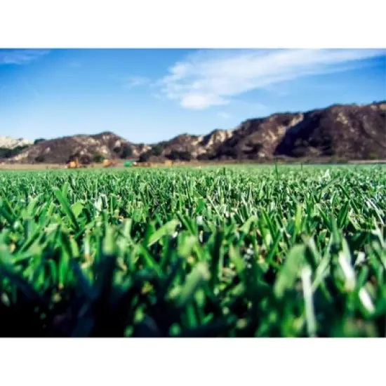 Barenbrug Turf Savor RTF Grass Seed Blend with Yellow Jacket Seed Coating, 25lb image {3}