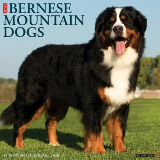 Willow Creek Press 2026 Bernese Mountain Dogs Wall Calendar image {5}