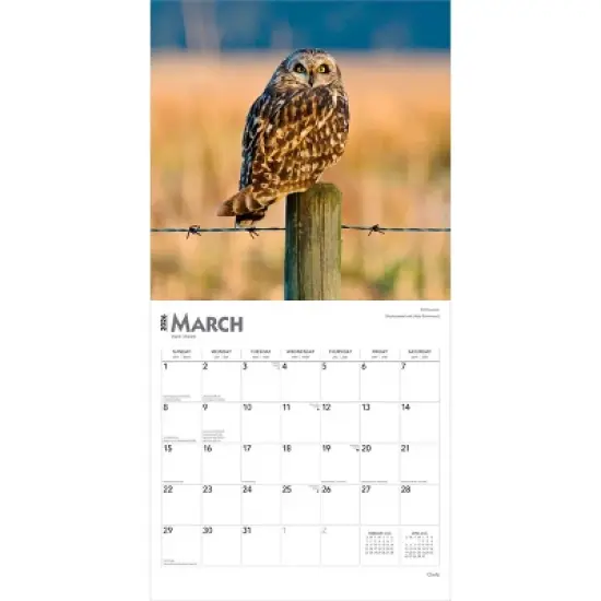 BrownTrout 2026 Owls 12"x24" Hanging Square Wall Calendar Plastic-Free image {2}