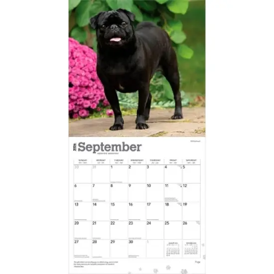 BrownTrout Pugs 2026 12"x24" Hanging Square Wall Calendar Plastic-Free image {3}