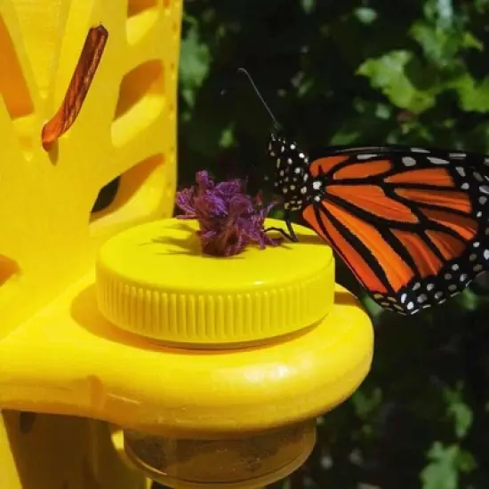 JCS Wildlife Double Nectar DOTS Hanging Butterfly Nectar Feeder - Bright Yellow Color - Made in the USA image {6}