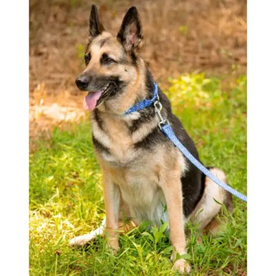 Country Brook Petz - Mermaid Scales Martingale Dog Collar image {7}