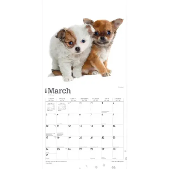 Browntrout 2024 Wall Calendar 12"x12" Chihuahua Puppies image {2}