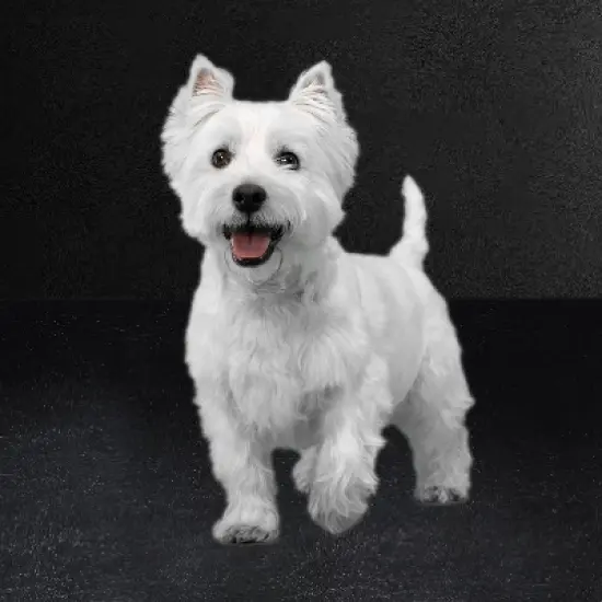 Cesar Beef and Gravy Flavor Small Breed Wet Dog Food - 3.5oz image {2}