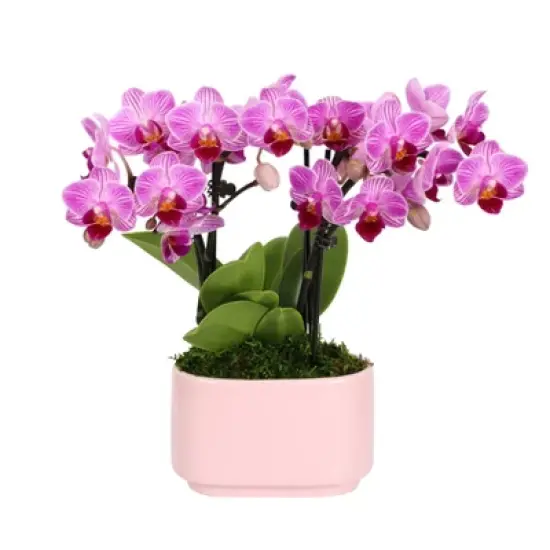 Live 4" Pink Duo Orchid Houseplant in Dot Planter image {5}