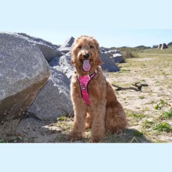 Black Rhino Adjustable Dog Harness with Mesh Padded Vest, Large, Black image {2}