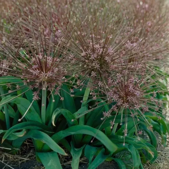 Set of 3 Allium Schubertii Bulbs - Van Zyverden image {1}