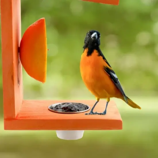 Uncle Dunkels Oriole Bird Feeder; 2-Way Feeder for Jelly and Oranges, Handmade in Kentucky image {1}