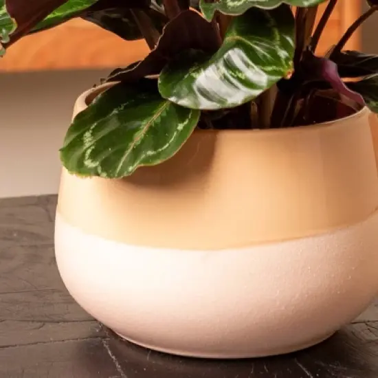 Live 6" Calathea Medallion Houseplant in Chai Planter image {2}