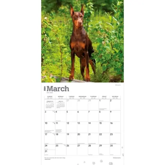 Browntrout 2024 Wall Calendar 12"x12" Dobermans Calendar image {2}