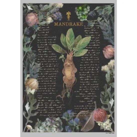 Women's Harry Potter Mandrake Root Recipe T-Shirt image {1}