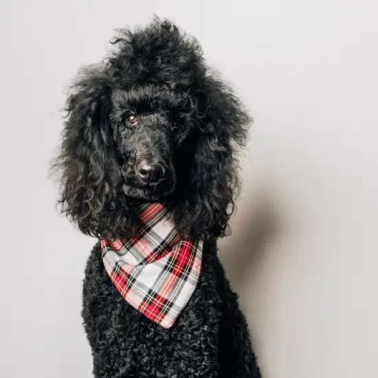 The Worthy Dog Stewart Tartan Plaid Classic Square Tie-On Bandana image {1}