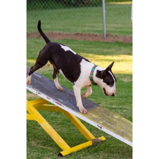 Country Brook Petz Tie Dye Stripes Martingale Dog Collar image {4}