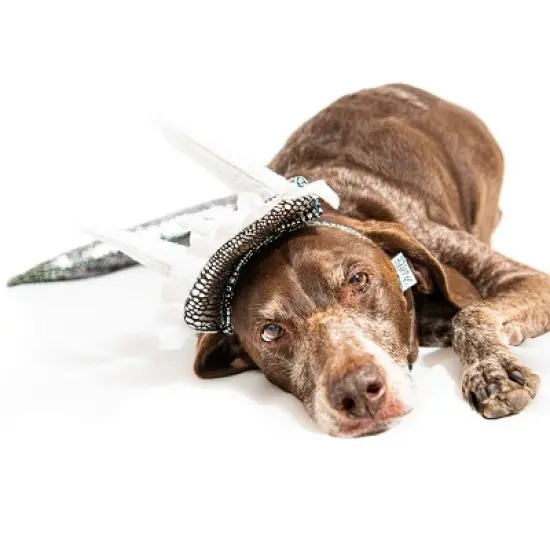 Midlee Dinosaur Dog Headband & Tail Costume image {4}