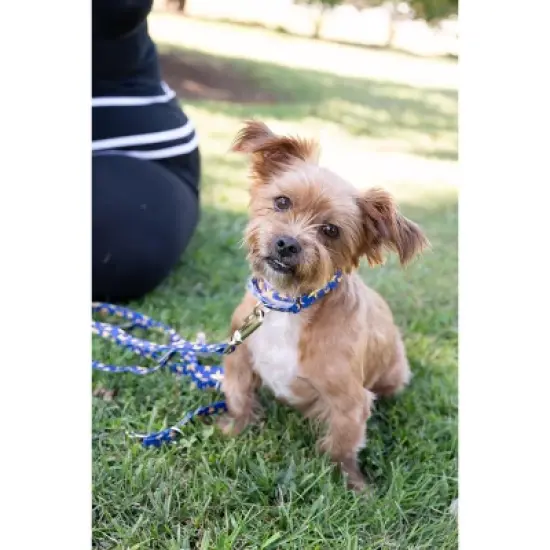 Country Brook Petz Duty Honor Country Martingale Dog Collar (1/2 Inch, 2XS) image {1}