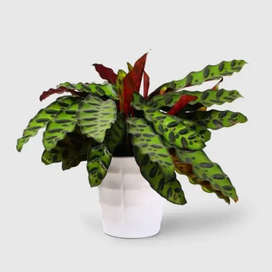 Live 5" Signature Foliage Plant - Good Little Garden&trade; image {7}