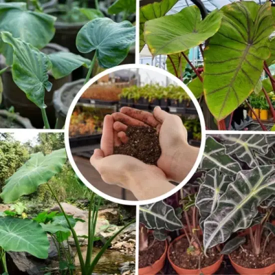 Soil Sunrise Elephant Ear Potting Soil Mix, Colocasia Esculenta Potted Plant Blend image {3}