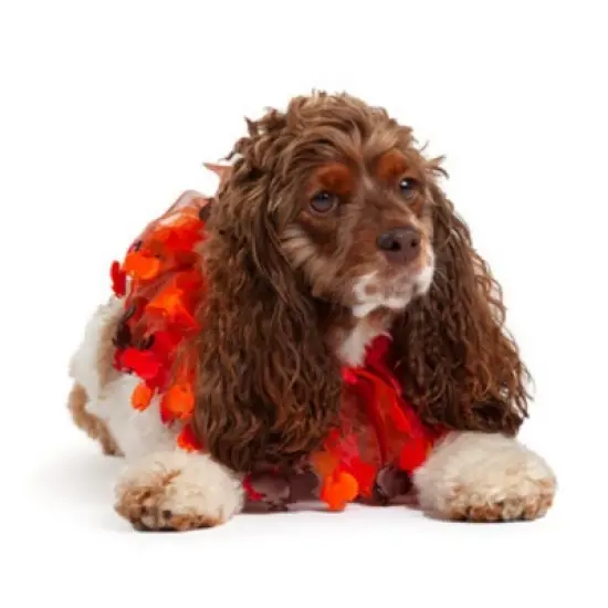 Midlee Thanksgiving Turkey Decorative Dog Collar image {2}