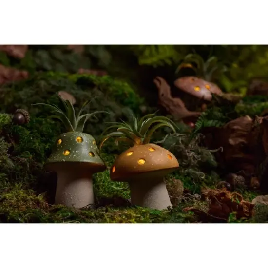 LiveTrends Fairy Ring Live Houseplant image {3}