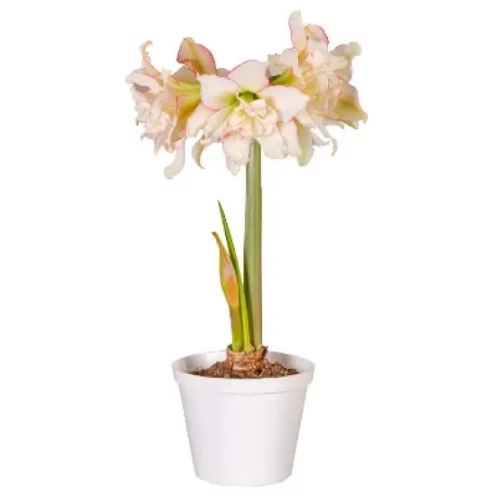 Van Zyverden Amaryllis White/Pink Impatient Flower Bulb image {1}