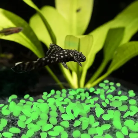 Nature Spring Glow in the Dark Solar-Powered Garden Stones - 200-pc image {3}