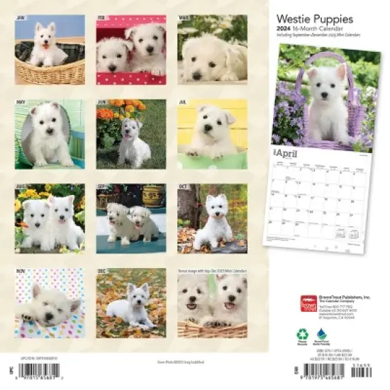 Browntrout 2024 Wall Calendar 12"x12" West Highland White Terrier Puppies image {1}