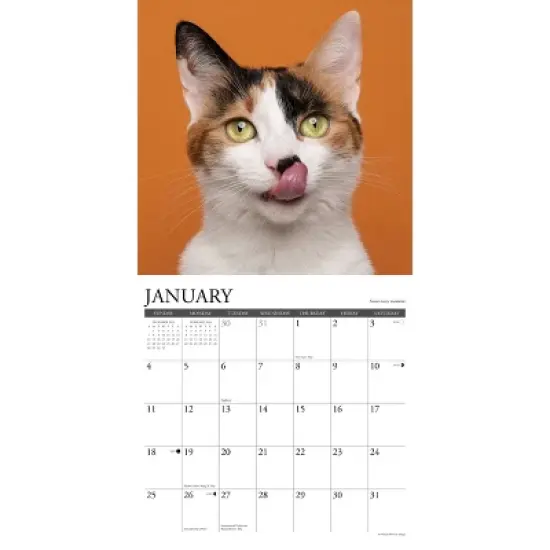 Willow Creek Press 12"x12" 2026 What Cats Teach Us Wall Calendar image {2}
