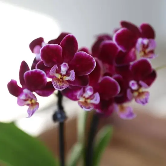 Live 2.5" Purple Mini Orchid Houseplant in Evi Pot image {1}