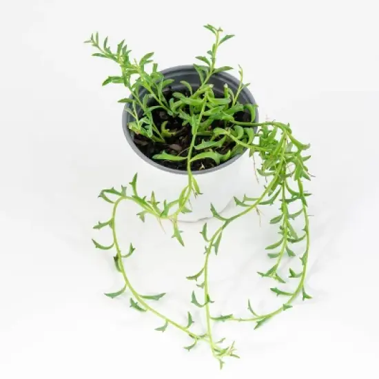 3pc Dolphin Plant - National Plant Network image {2}