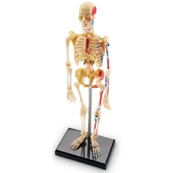 Learning Resources Skeleton Anatomy Model, Ages 8+ image {1}