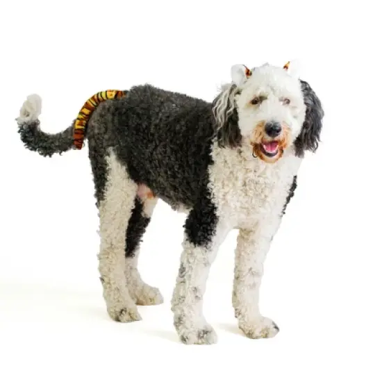 Midlee Tiger Dog Costume Headband & Tail- Large image {3}