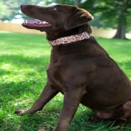 Country Brook Petz Giraffe Martingale Dog Collar image {2}