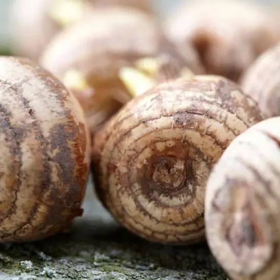 75ct Crocus Large Flowering Blend Bulbs - Van Zyverden image {1}