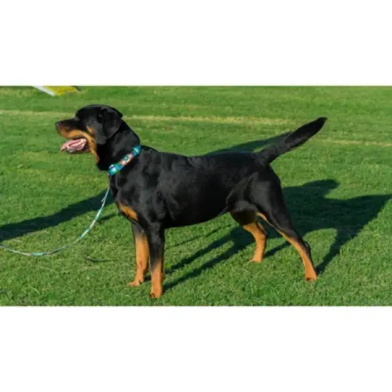 Country Brook Petz Tie Dye Flowers Martingale Dog Collar image {4}