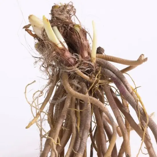 3ct Daylily Stellar Double Rose Roots - Van Zyverden image {2}