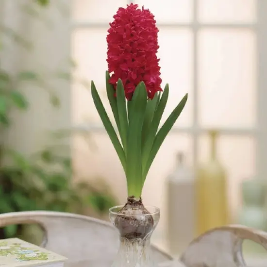 Van Zyverden 5ct Hyacinth Red Indoor Forcing Jan Bos Flower Bulb Set image {2}