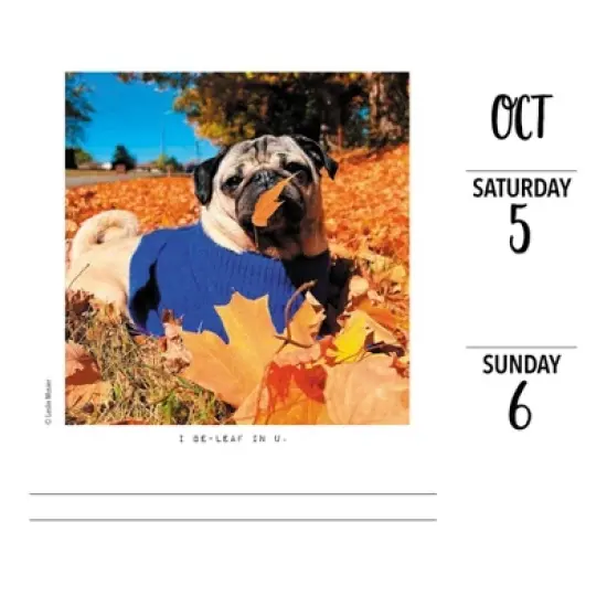 Willow Creek Press 2024 Daily Desk Calendar 5.2"x6.2" Doug the Pug image {2}