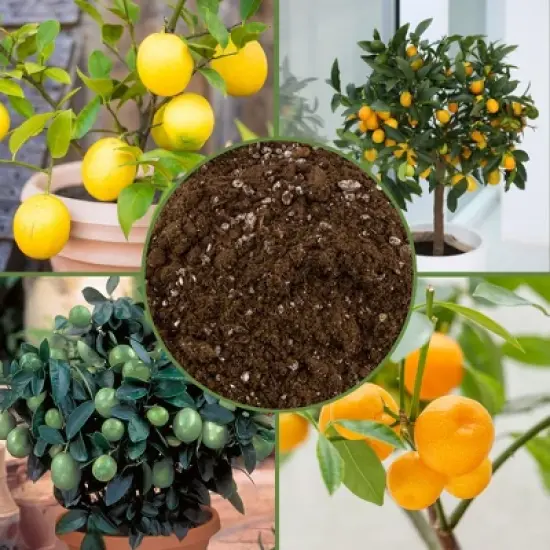 Soil Sunrise Citrus Tree Potting Soil Mix, for Indoor Oranges, Lemons, Limes and More image {2}