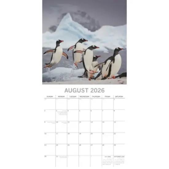 2026 Square Wall Calendar, Penguins, 16-Month Animals Theme with 180 Reminder Stickers (12x12 In) image {2}