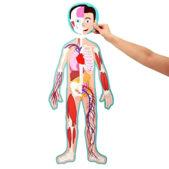 Blue Panda 17-Pcs Large Magnetic Human Body Puzzle for Kids, Double-Sided Anatomy and Organs, Skeleton, Body Parts Model (3 ft) image {2}