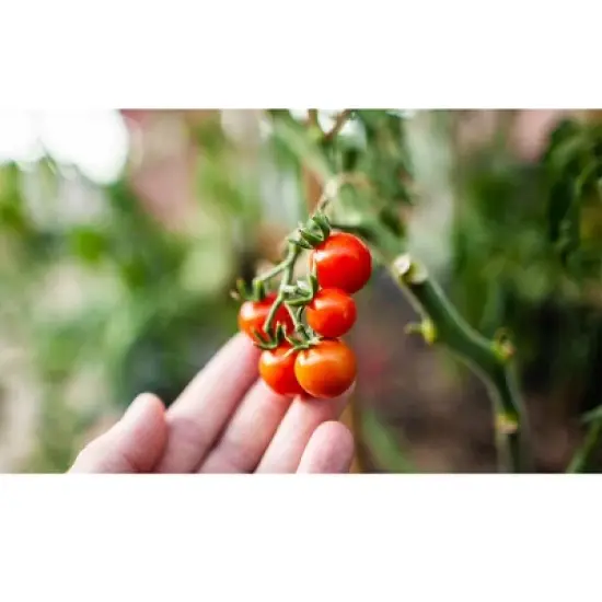 Coast of Maine OMRI Listed Tomato and Vegetable Plant Potting Soil Compost Blend for Container Gardens and Flower Pots, 20 Quart Bag (2 Pack) image {4}